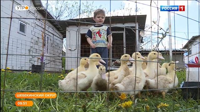 Лучшая несушка для личного подворья: супруги Яковлевы осваивают очередной этап сельской жизни смотреть онлайн
