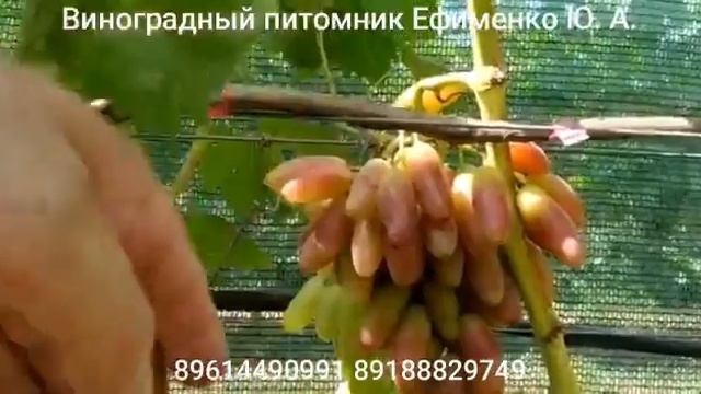 Зевс