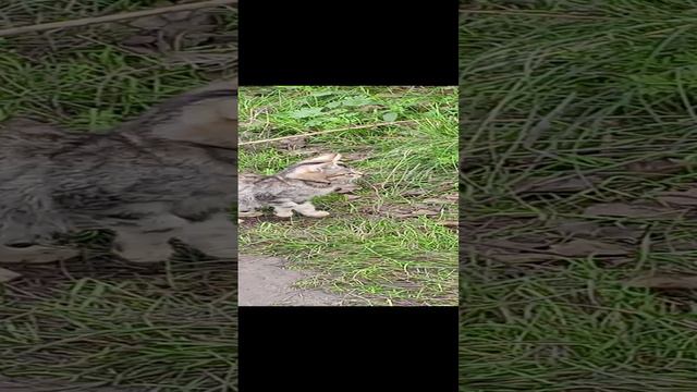 кошачья ферма 🫶 смотреть онлайн