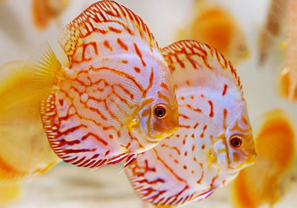 Дискус в 250 л аквариуме. Diskus im 250l Aquarium .Discus Planted Tank.Содержа