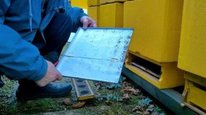 Обработка пчёл щавелевой кислотой.mp4