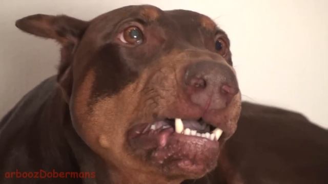 Guarding Doberman