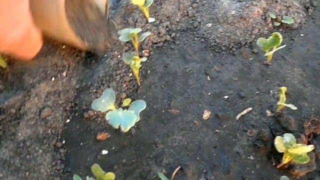 Как вырастить рассаду капусты.