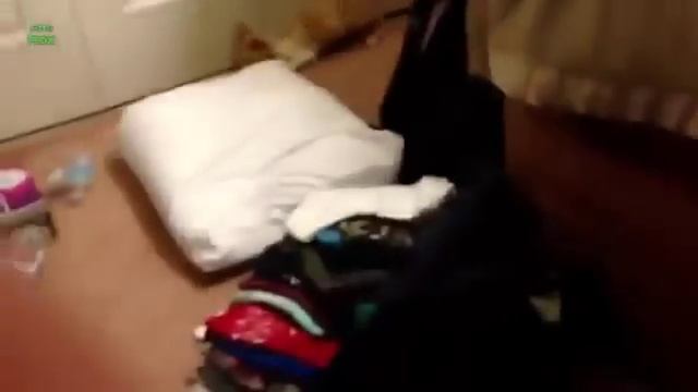 Удачные и неудачные прыжки котов взлеты и падения - смешное видео, приколы, смотреть онлайн смотреть онлайн