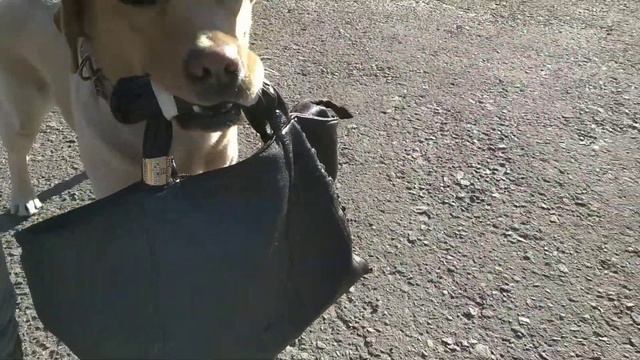 Дрессировка собак. Агата в парке учится носить сумку 👜🐕