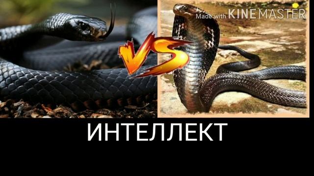 ЧЁРНАЯ МАМБА ПРОТИВ КОРОЛЕВСКОЙ КОБРЫ!!!! смотреть онлайн