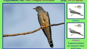 Кукушка. Голоса птиц