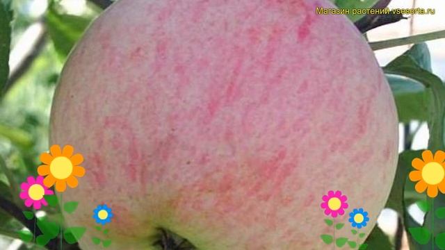 Яблоня домашняя Красавица сада. Краткий обзор, описание характеристик malus domestica Krasavica sad смотреть онлайн