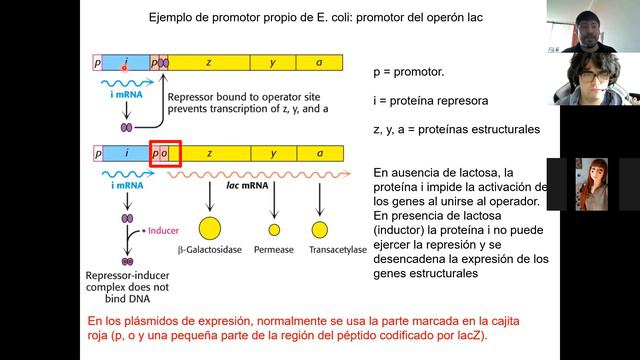 Clase 10- Expresión de genes clonados en Escherichia coli смотреть онлайн