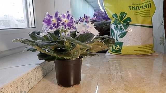 Универсальный грунт для фиалок! смотреть онлайн