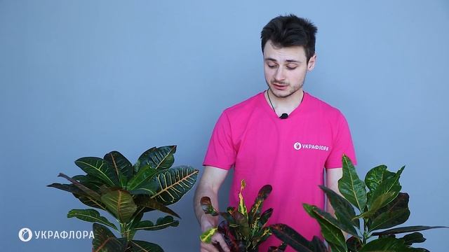 Кротон (Кодіеум). Правила догляду та поливу в домашніх умовах. смотреть онлайн
