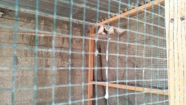 java bird breeding and finch soft food formula in Urdu/Hindi. смотреть онлайн