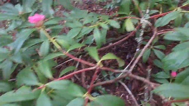 Rhododendrons flowers in Winter / Canada смотреть онлайн