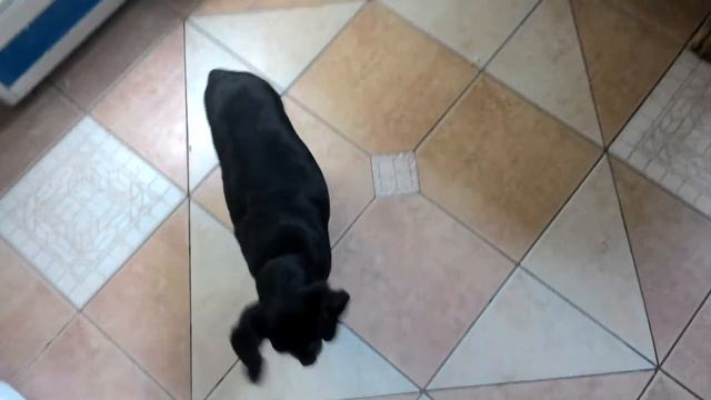 Глашины УШИ :) смотреть онлайн
