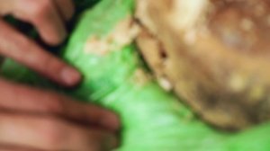 Сыр с живыми личинками / Касу Марцу - контрабанда из Сардинии