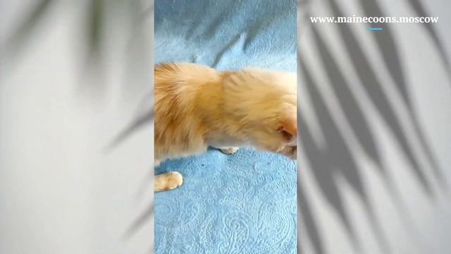 Нежный персик) Кот мейн-кун окраса красный дым (ds) смотреть онлайн