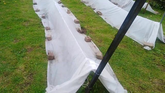 Виноград. Виноград не успевает созревать. Часть винограда оставляю на кустах. смотреть онлайн