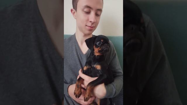 Блеск Сапфира Аврора. Пти брабансон.