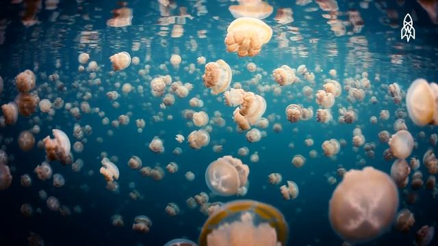 Swim Safely with Thousands of Jellyfish смотреть онлайн