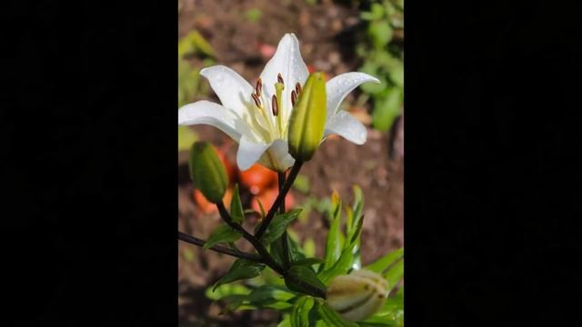 Как в моём садочке выросли цветочки. Родовое гнездо. смотреть онлайн