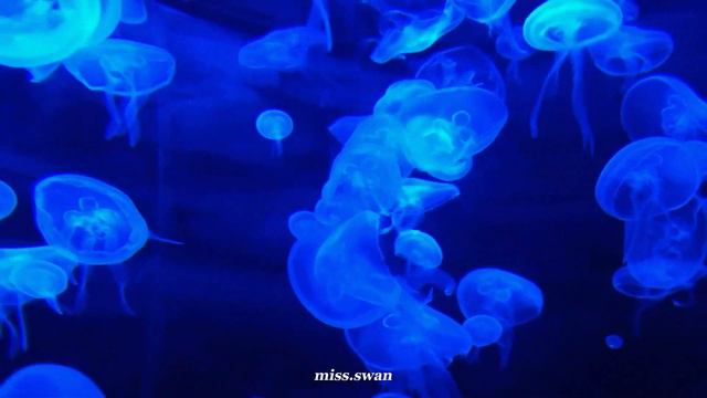 asleep among endives - ichiko aoba (türkçe çeviri) смотреть онлайн