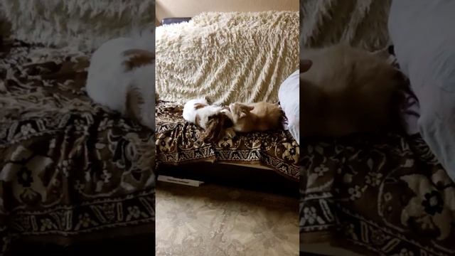 кот готовит мамину собаку к выставке ? ? ? смотреть онлайн