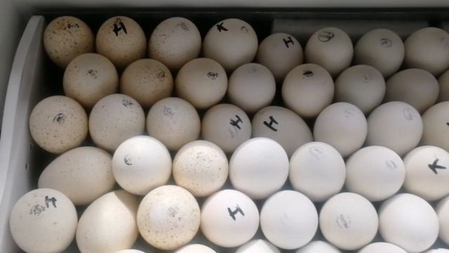 Поморизили яйцо при перевозке. Что будет с ним? смотреть онлайн