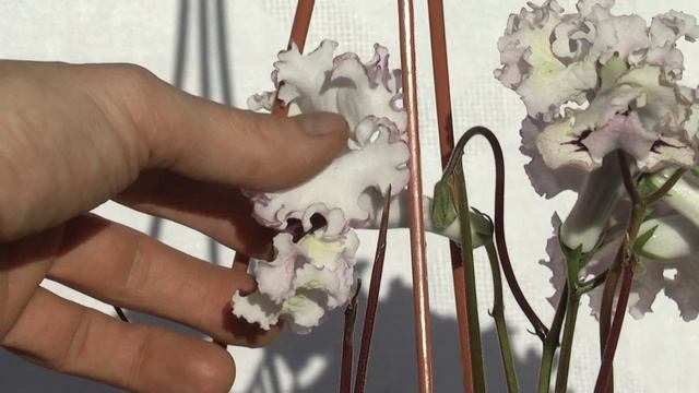 Стрептокарпус DS-1386 смотреть онлайн