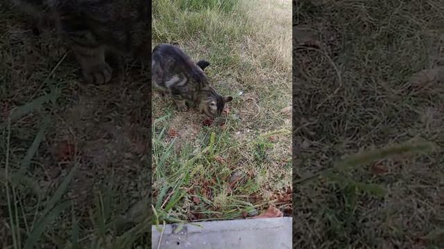 кот ест смотреть онлайн