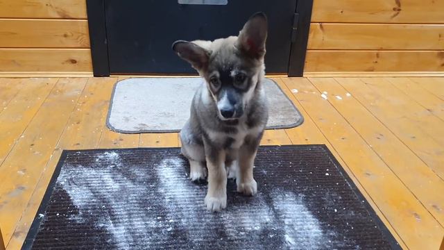 Мимо меня не пройти просто так🐶 смотреть онлайн