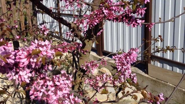 Церцис или багряник смотреть онлайн