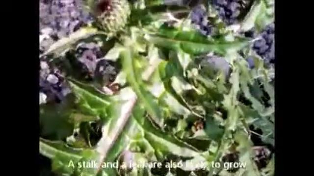 A kobus magnolia and a thistle смотреть онлайн