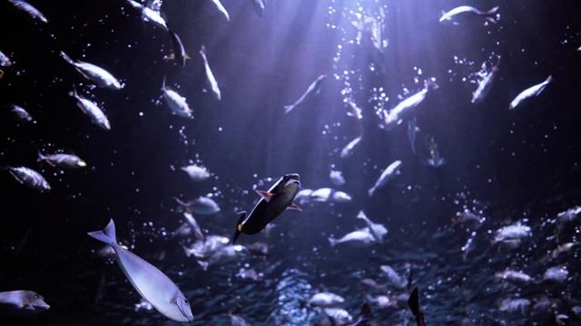 Aquaria Phuket (аквариум на Пхукете) Aquarium Central Phuket смотреть онлайн
