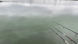Рыбалка Курск! Стадион! Carp fishing!????