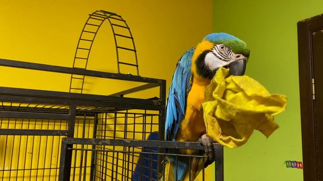 Попугай ара украл тряпочку смотреть онлайн