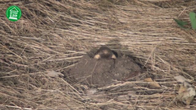 Музей в каждый дом: лесные обитатели смотреть онлайн