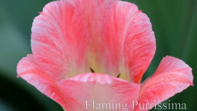 Тюльпаны. Сорта. смотреть онлайн