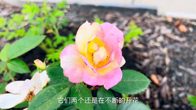 花园里抗病虫害较好的几个玫瑰花品种。【莎拉养花】 смотреть онлайн
