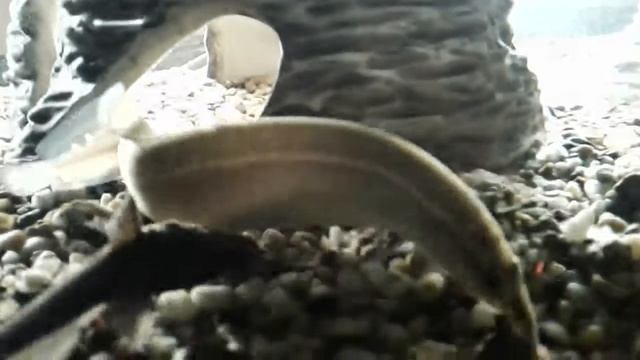 Макрогнатус глазчатый (Macrognathus aculeatus) и Сом-коряга (Bunocephalus bicolor) питаются смотреть онлайн