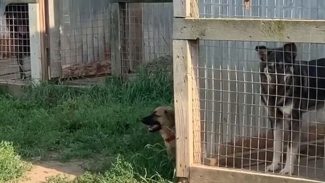 ЛУНА И ЧЕРРИ ГРЕЙС из приюта Догопорт смотреть онлайн