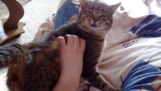 Кот балдеет смотреть онлайн