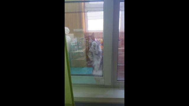 Мейн-кун просится домой смотреть онлайн