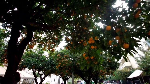 Fimi Palm, a Christmas walk in Patras Greece. смотреть онлайн