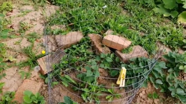 Абрикос в подмосковье смотреть онлайн