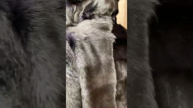 Шуба из сурка смотреть онлайн