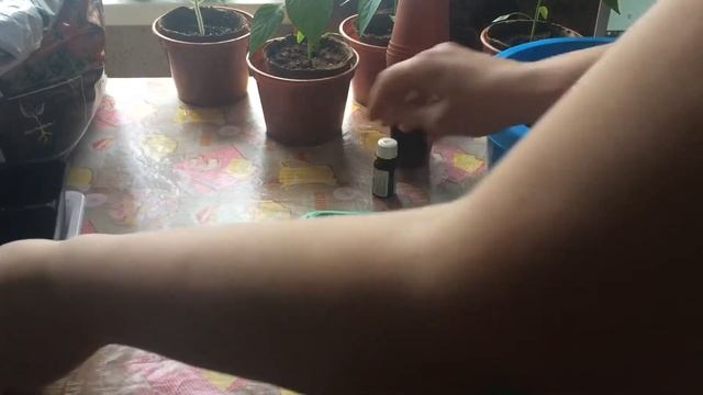 ? САЖАЕМ ЦВЕТНУЮ КАПУСТУ! ? смотреть онлайн