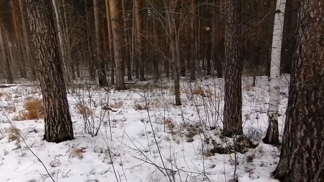 Virtual Walk - Расслабление 10 минут виртуальной прогулки в лесу. Релаксация Расслабление