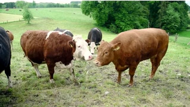 Когда люди набросили на неё веревку, корова заплакала от страха. Но потом произошло невообразимое.. смотреть онлайн