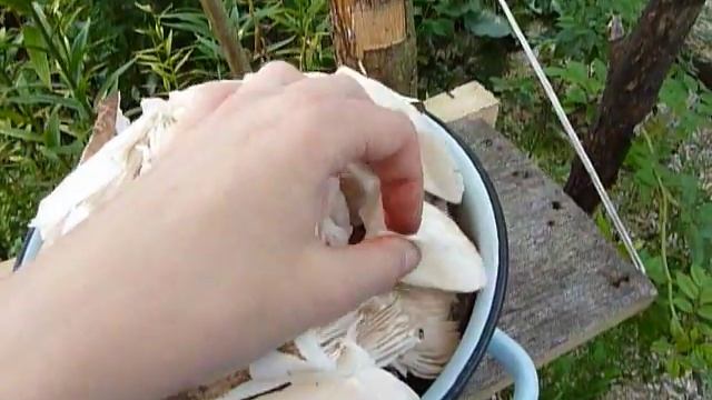 Грибы. Часть 5 (нарезанные зонтики)/ Mushrooms. Part 5 (chopped parasol mushrooms) смотреть онлайн