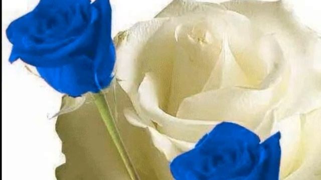 Come Monnalisa, Mango(1990) , by Prince of roses смотреть онлайн
